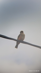 Pyrocephalus rubinus