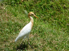 Bubulcus ibis
