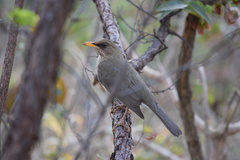 Turdus amaurochalinus