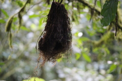 Cranioleuca erythrops