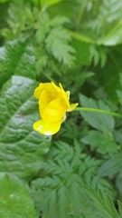 Ranunculus repens