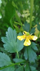 Ranunculus repens