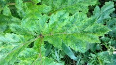 Heracleum sosnowskyi