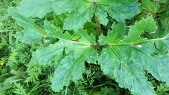 Heracleum sosnowskyi