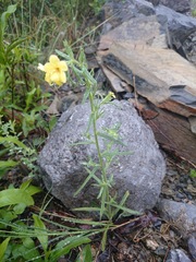 Lithospermum mirabile