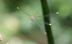 Mecistogaster ornata