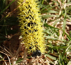 Leucanella viridescens