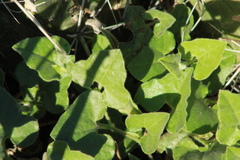Aristolochia wrightii