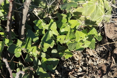Aristolochia wrightii