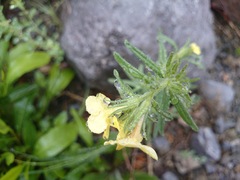 Lithospermum mirabile