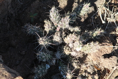 Cylindropuntieae