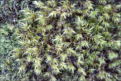 Bartramia mossmaniana