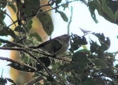 Basileuterus melanotis