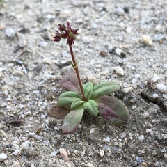 Centrostegia thurberi