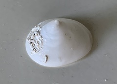 Calyptraea mamillaris
