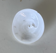 Calyptraea mamillaris