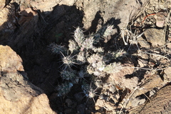 Cylindropuntieae