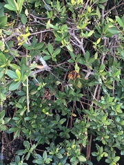 Rhizophora mangle image