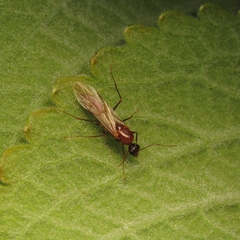 Camponotus