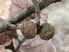 Andricus caliciformis