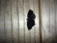 Lepidoptera