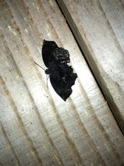 Lepidoptera