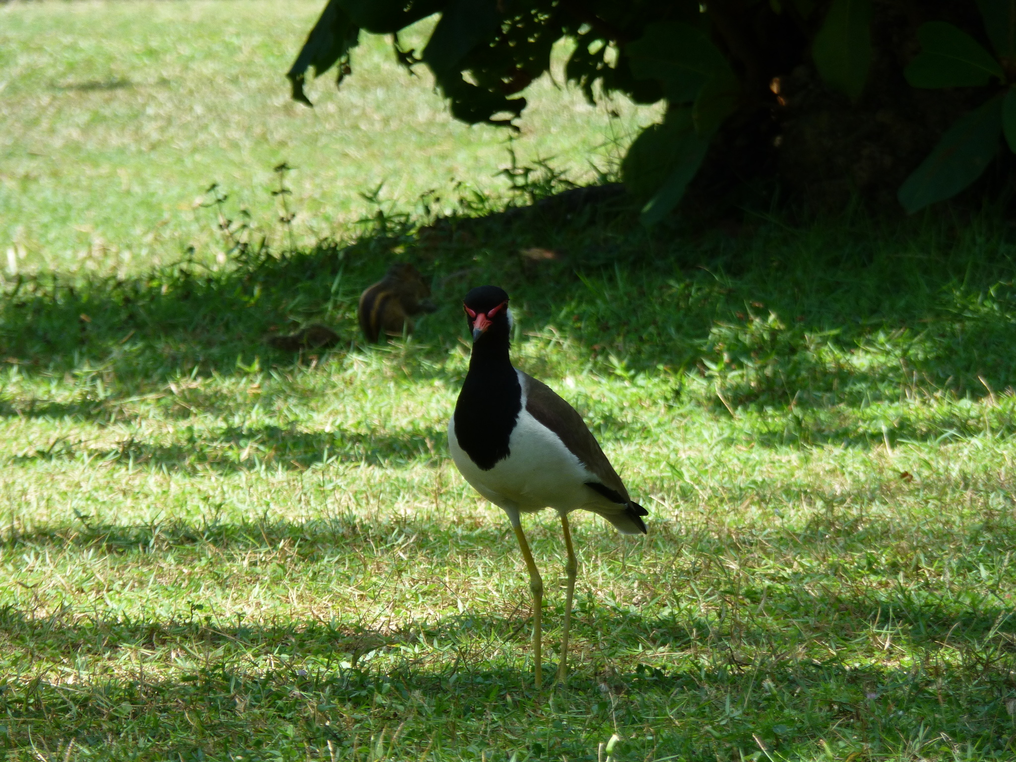 Red-wattled Lapwing (Vanellus indicus)