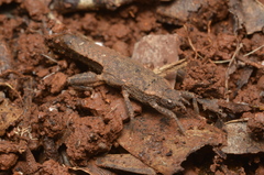Microcanachus