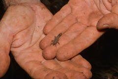 Microcanachus
