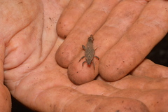 Microcanachus