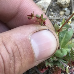 Centrostegia thurberi