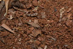 Microcanachus