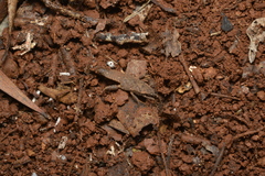 Microcanachus