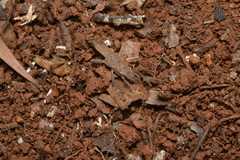 Microcanachus