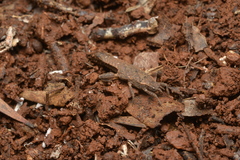 Microcanachus