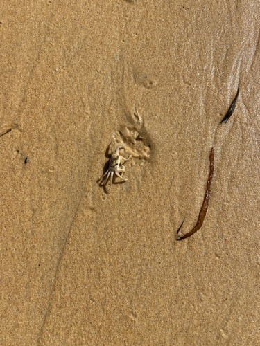 photo of Ghost Crabs (Ocypode)