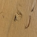 photo of Ghost Crabs (Ocypode)