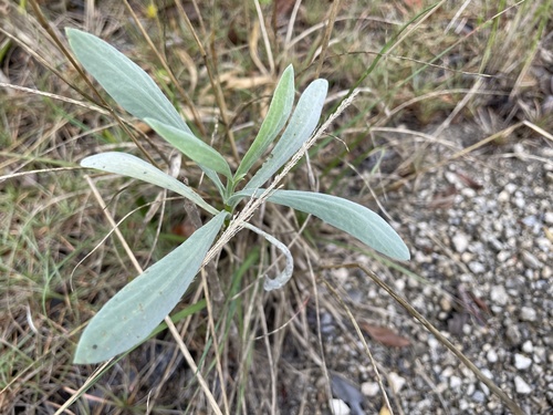 Borrichia frutescens image