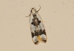 Ardozyga voluta