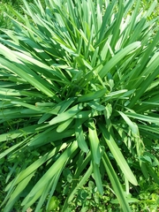 Hemerocallidoideae
