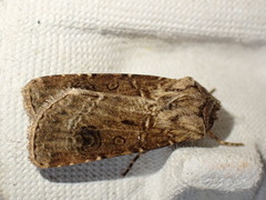 Agrotis clavis