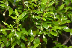 Uromyrtus