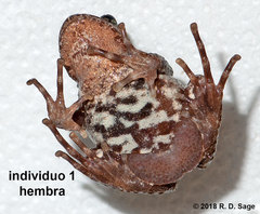 Batrachyla leptopus