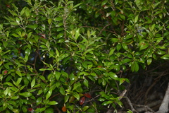 Uromyrtus