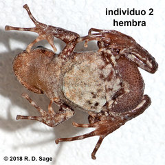 Batrachyla leptopus