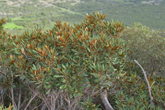Acridocarpus austrocaledonicus