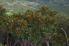 Acridocarpus austrocaledonicus