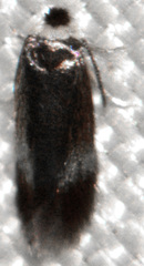 Stigmella multispicata