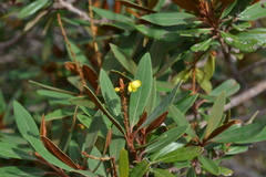 Acridocarpus austrocaledonicus