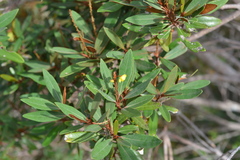 Acridocarpus austrocaledonicus